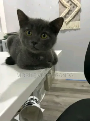 1-3 months Male Purebred Bombay
