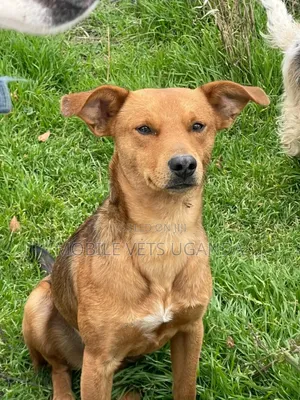 3-6 months Female Mixed Breed German Shepherd
