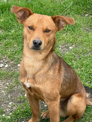 1+ year Male Mixed Breed German Shepherd