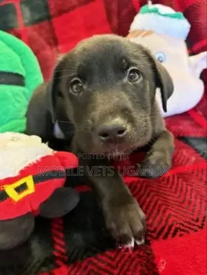 0-1 month Female Purebred Boerboel