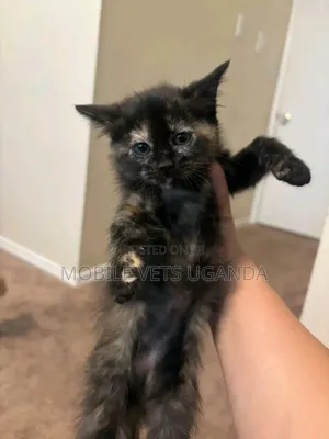3-6 months Female Purebred Sphynx