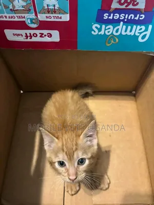 1-3 months Male Purebred Egyptian Mau