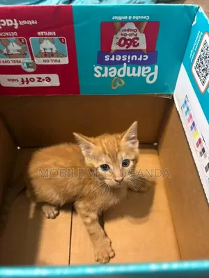 0-1 month Female Purebred Russian Blue