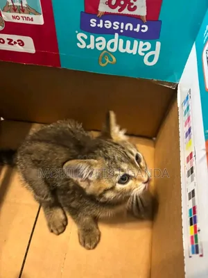 1-3 months Male Purebred Bengal