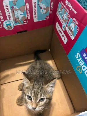 1-3 months Female Purebred Bengal