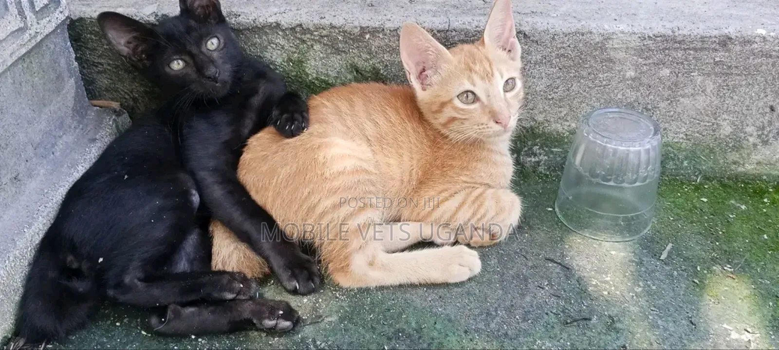 3-6 months Female Purebred Somali