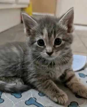 0-1 month Male Purebred Bombay