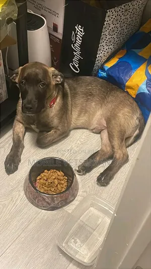 3-6 months Male Purebred Boerboel