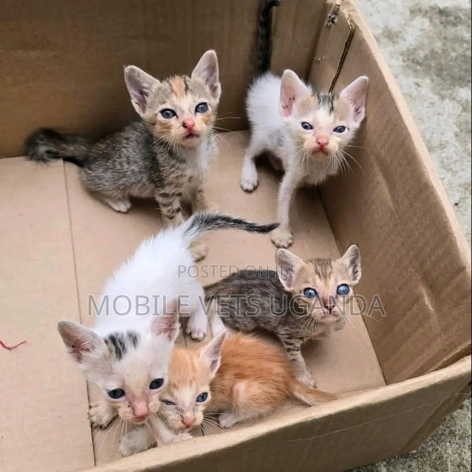 1-3 months Male Purebred Bengal
