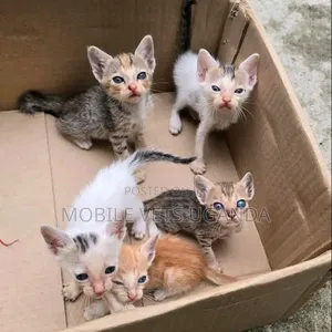 1-3 months Male Purebred Bengal