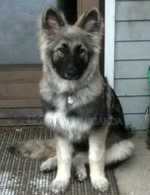 3-6 months Male Purebred German Shepherd
