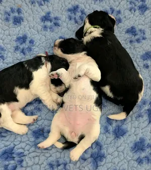 1-3 months Male Purebred Maltese