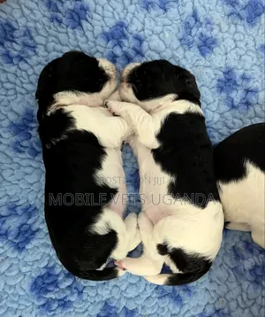 0-1 month Female Purebred Maltese
