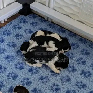 1-3 months Male Purebred Maltese