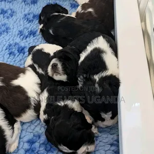 1-3 months Female Purebred Maltese