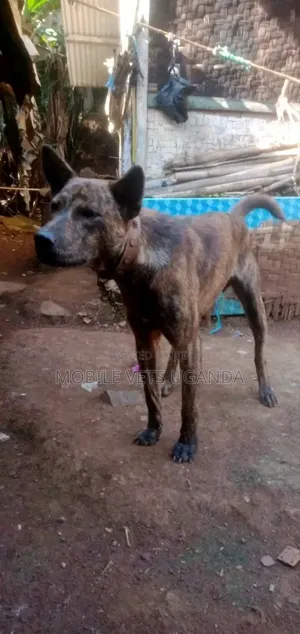 3-6 months Male Mixed Breed German Shepherd