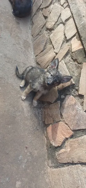 1-3 months Female Purebred German Shepherd