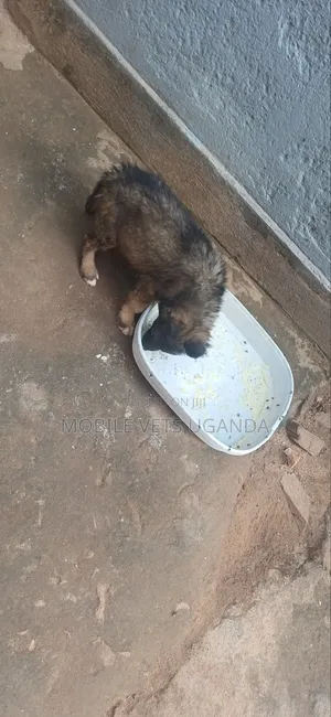 1-3 months Female Purebred German Shepherd