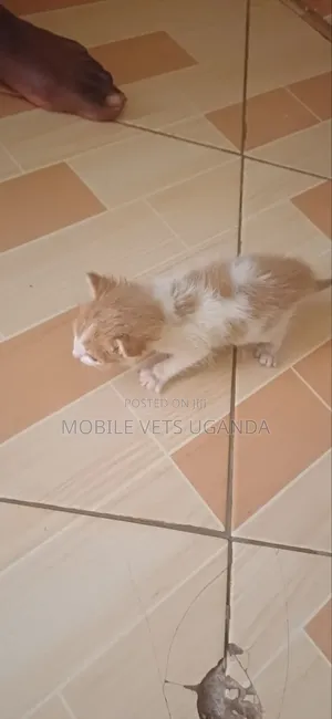 0-1 month Female Purebred Bombay