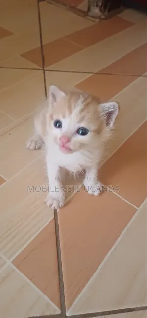 1-3 months Male Purebred Manx