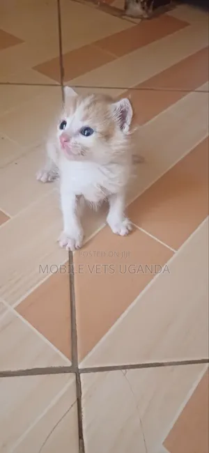 1-3 months Male Purebred Oriental