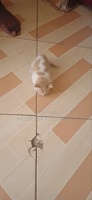 0-1 month Female Purebred Singapura