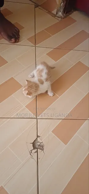 0-1 month Male Purebred Javanese