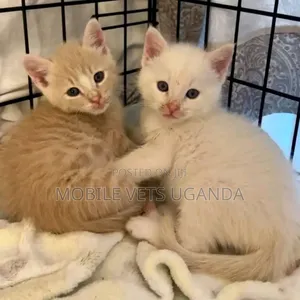 1-3 months Male Purebred Bombay
