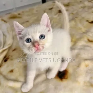 3-6 months Female Purebred Snowshoe