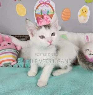 1-3 months Male Purebred Tabby