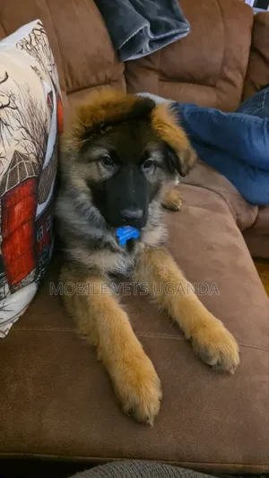 3-6 months Male Purebred German Shepherd
