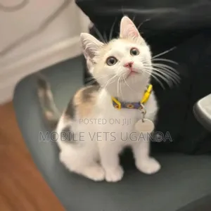 3-6 months Female Purebred Turkish Angora