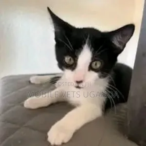 3-6 months Male Purebred Ocicat