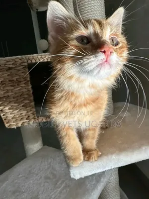3-6 months Female Purebred American Shorthair