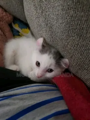 0-1 month Male Purebred Exotic