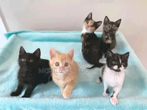 3-6 months Female Purebred Manx
