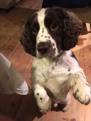 3-6 months Female Purebred English Springer Spaniel