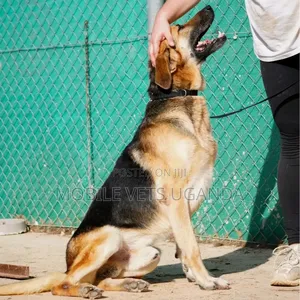 6-12 months Male Purebred German Shepherd