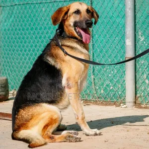 6-12 months Female Purebred German Shepherd
