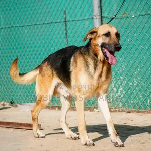 1+ year Male Purebred German Shepherd