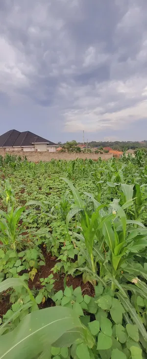 Titled 50x100 Plots Behind Kagoma in a Good Neighboring State