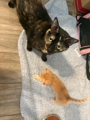 3-6 months Male Purebred Abyssinian
