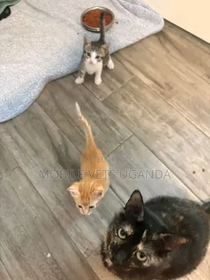 1-3 months Male Purebred Oriental