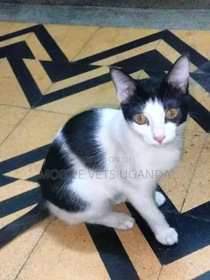 3-6 months Male Purebred Javanese