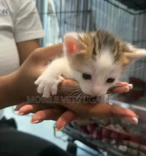 0-1 month Female Purebred American Bobtail