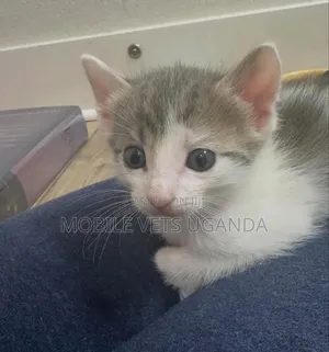 1-3 months Male Purebred Balinese