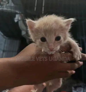 1-3 months Male Purebred American Wirehair