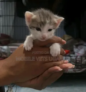 1-3 months Female Purebred Korat