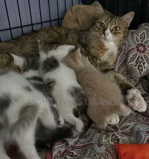 1-3 months Female Purebred Cymric