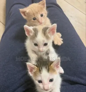 0-1 month Male Purebred Bombay